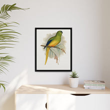 Elegant Parrakeet (Neophema elegans) colored wood-engraved plate by Alexander Francis Lydon