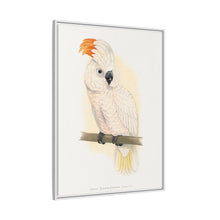 Great Salmon-Crested Cockatoo (CACATUA MOLUCCENSIS) colored wood-engraved plate by Alexander Francis Lydon.
