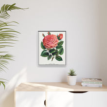 Pink rose, Glorie de Dijon lithograph. Digitally enhanced from our own original 1900 edition plates of Botanical Specimen published by Rochester Lithographing