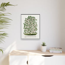 Hardy Magnolia tree lithograph. Digitally enhanced from our own original 1900 edition plates of Botanical Specimen published by Rochester Lithographing