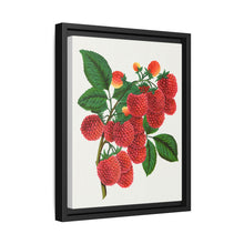 Shaffer's Colossal Raspberry Lithograph (1900) - NOMADEN ART GALLERY