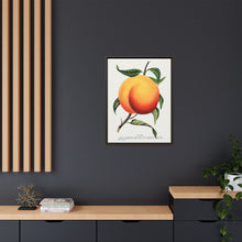 Foster peach lithograph. Digitally enhanced from our own original 1900 edition plates of Botanical Specimen published by Rochester Lithographing