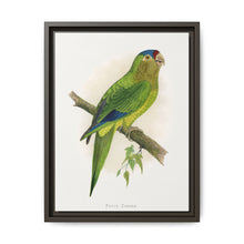 Petz's Conure (Aratinga canicularis) colored wood-engraved plate by Alexander Francis Lydon - NOMADEN ART GALLERY