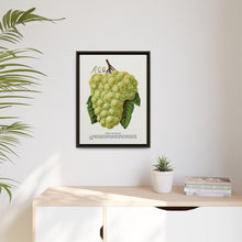 Green Mountain grape lithograph. Digitally enhanced from our own original 1900 edition plates of Botanical Specimen published by Rochester Lithographing