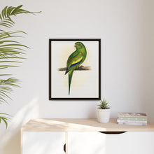 Canary-Winged Conure ( Brotogeris versicolurus) colored wood-engraved plate by Alexander Francis Lydon