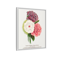 Double Althea in 3 colors lithograph. Digitally enhanced from our own original 1900 edition plates of Botanical Specimen published by Rochester Lithographing