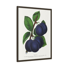 Niagara plum lithograph. Digitally enhanced from our own original 1900 edition plates of Botanical Specimen published by Rochester Lithographing