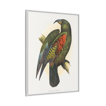 Mountain Parrot (Nestor notabilis) colored wood-engraved plate by Alexander Francis Lydon