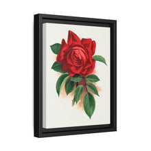 Red rose, Alfred Colomb lithograph. Digitally enhanced from our own original 1900 edition plates of Botanical Specimen published by Rochester Lithographing - NOMADEN ART GALLERY
