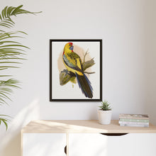 Lydon's Yellow-Rumped Parrakeet | Vintage Bird Wall Art Print