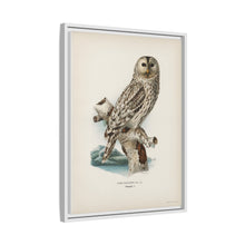 Strix uralensis ♀ illustrated by the von Wright brothers from our own 1929 folio version of Svenska Fåglar Efter Naturen Och Pa Sten Ritade - NOMADEN ART GALLERY