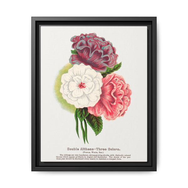 Double Althea in 3 colors lithograph. Digitally enhanced from our own original 1900 edition plates of Botanical Specimen published by Rochester Lithographing - NOMADEN ART GALLERY
