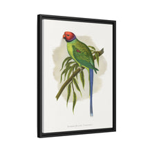 Blossom-Headed Parrakeet (Psittacula roseata) colored wood-engraved plate by Alexander Francis Lydon.