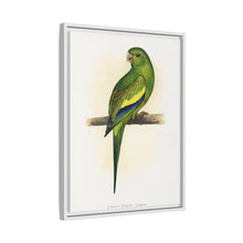Canary-Winged Conure ( Brotogeris versicolurus) colored wood-engraved plate by Alexander Francis Lydon