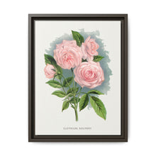 Pink rose, Clothilde Soupert lithograph. Digitally enhanced from our own original 1900 edition plates of Botanical Specimen published by Rochester Lithographing - NOMADEN ART GALLERY