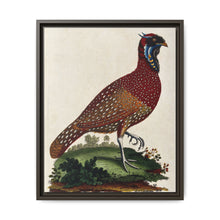 A horned Indian pheasant standing on the grass by J. Pass after J. E. Ihle. - NOMADEN ART GALLERY