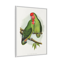 Rosy-Faced Love-Bird (Agapornis roseicollis) colored wood-engraved plate by Alexander Francis Lydon.