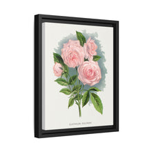 Pink rose, Clothilde Soupert lithograph. Digitally enhanced from our own original 1900 edition plates of Botanical Specimen published by Rochester Lithographing - NOMADEN ART GALLERY