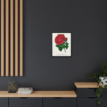 Red rose, American Beauty lithograph. Digitally enhanced from our own original 1900 edition plates of Botanical Specimen published by Rochester Lithographing