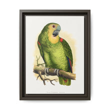 Blue-Fronted Amazon (Amazona aestiva) colored wood-engraved plate by Alexander Francis Lydon - NOMADEN ART GALLERY
