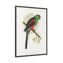 Beautiful or Paradise Parrakeet (Psephotus pulcherrimus) colored wood-engraved plate by Alexander Francis Lydon