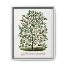 Hardy Magnolia tree lithograph. Digitally enhanced from our own original 1900 edition plates of Botanical Specimen published by Rochester Lithographing - NOMADEN ART GALLERY