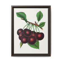 Black Tartarian cherry lithograph. Digitally enhanced from our own original 1900 edition plates of Botanical Specimen published by Rochester Lithographing - NOMADEN ART GALLERY