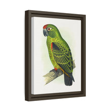 Placa grabada en madera de color loro de Jardine (Poicephalus gulielmi gulielmi) de Alexander Francis Lydon. 