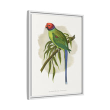 Blossom-Headed Parrakeet (Psittacula roseata) colored wood-engraved plate by Alexander Francis Lydon.
