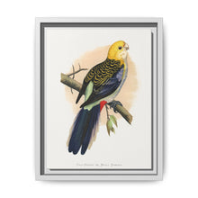 Pale-Headed or Mealy Rosella (Platycercus adscitus) colored wood-engraved plate by Alexander Francis Lydon. - NOMADEN ART GALLERY