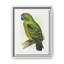 Jardine's Parrot (Poicephalus gulielmi gulielmi) colored wood-engraved plate by Alexander Francis Lydon. - NOMADEN ART GALLERY