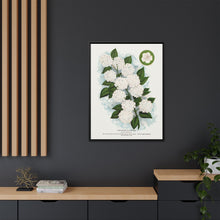 Japanese snowball flower lithograph. Digitally enhanced from our own original 1900 edition plates of Botanical Specimen published by Rochester Lithographing
