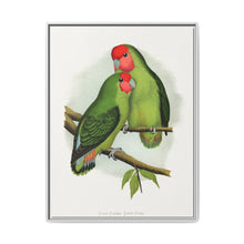 Rosy-Faced Love-Bird (Agapornis roseicollis) colored wood-engraved plate by Alexander Francis Lydon. - NOMADEN ART GALLERY