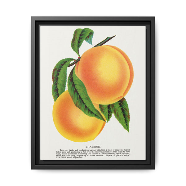 Champion plum lithograph from Botanical Specimen published by Rochester Lithographing - NOMADEN ART GALLERY