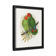 West African Love-Bird (Agapornis) colored wood-engraved plate by Alexander Francis Lydon. - NOMADEN ART GALLERY
