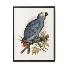 Grey Parrot (Psittacus erithacus) colored wood-engraved plate by Alexander Francis Lydon. - NOMADEN ART GALLERY