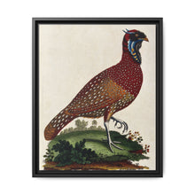 A horned Indian pheasant standing on the grass by J. Pass after J. E. Ihle. - NOMADEN ART GALLERY