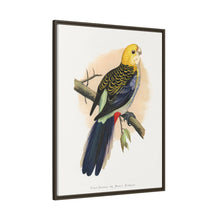 Pale-Headed or Mealy Rosella (Platycercus adscitus) colored wood-engraved plate by Alexander Francis Lydon.