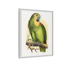 Blue-Fronted Amazon (Amazona aestiva) colored wood-engraved plate by Alexander Francis Lydon