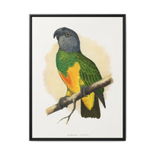 Senegal Parrot (Poicephalus senegalus) colored wood-engraved plate by Alexander Francis Lydon. - NOMADEN ART GALLERY