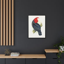 Gang-Gang Cockatoo (Callocephalon fimbriatum) colored wood-engraved plate by Alexander Francis Lydon