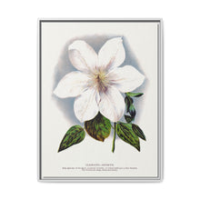 Clematis flower lithograph. Digitally enhanced from our own original 1900 edition plates of Botanical Specimen published by Rochester Lithographing - NOMADEN ART GALLERY