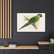 Golden-Crowned Conure (Aratinga auricapillus) colored wood-engraved plate by Alexander Francis Lydon