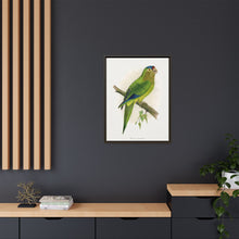 Petz's Conure (Aratinga canicularis) colored wood-engraved plate by Alexander Francis Lydon