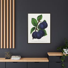 Niagara plum lithograph. Digitally enhanced from our own original 1900 edition plates of Botanical Specimen published by Rochester Lithographing