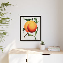 Foster peach lithograph. Digitally enhanced from our own original 1900 edition plates of Botanical Specimen published by Rochester Lithographing