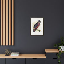 Dusky or Violet Parrot (Pionus fuscus) colored wood-engraved plate by Alexander Francis Lydon.