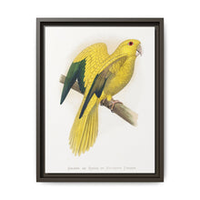 Golden or Queen Bavaria's Parrot (Guaruba guarouba) colored wood-engraved plate by Alexander Francis Lydon. - NOMADEN ART GALLERY