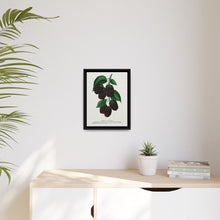 Lucretia Dewberry lithograph. Digitally enhanced from our own original 1900 edition plates of Botanical Specimen published by Rochester Lithographing