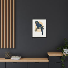 Hyacinthine Macaw (Anodorhynchus hyacinthinus) colored wood-engraved plate by Alexander Francis Lydon.
